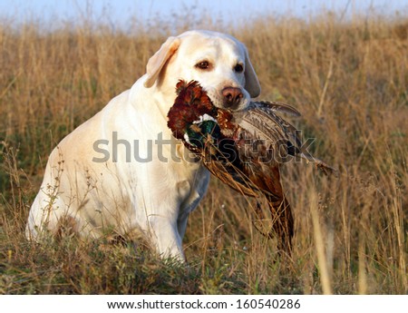 portrait of hunting yellow labrador with pheasant