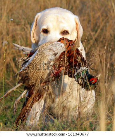 portrait of hunting yellow labrador with pheasant