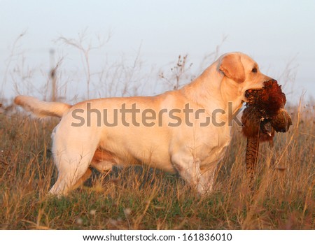 a hunting yellow labrador with a pheasant