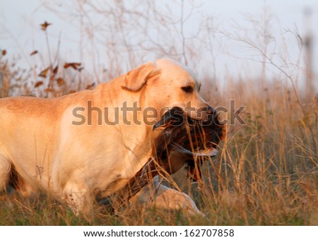 a hunting yellow labrador with a pheasant in autumn
