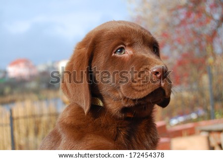 happy chocolate labrador puppy portrait close up