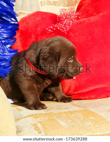 happy chocolate labrador puppy with toys on the air