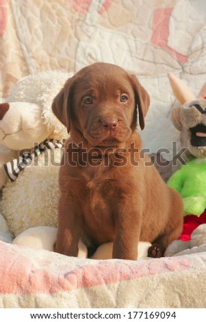 happy chocolate labrador puppy with the toys