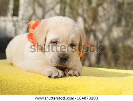 happy yellow labrador puppy on the yellow background