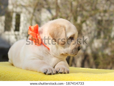 happy yellow labrador puppy on the yellow background