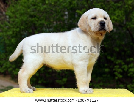 happy yellow labrador puppy standing on yellow background
