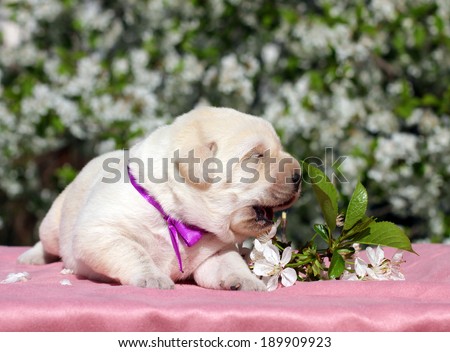newborn happy yellow labrador puppy in spring with flowers