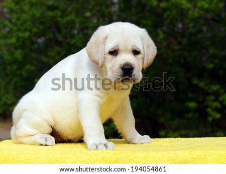 happy yellow labrador puppy sitting on yellow background