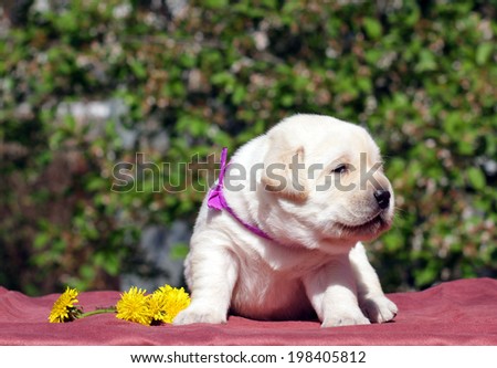 newborn happy yellow labrador puppy in spring with dandelions