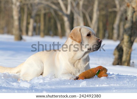 yellow labrador in the snow in winter with an orange toy