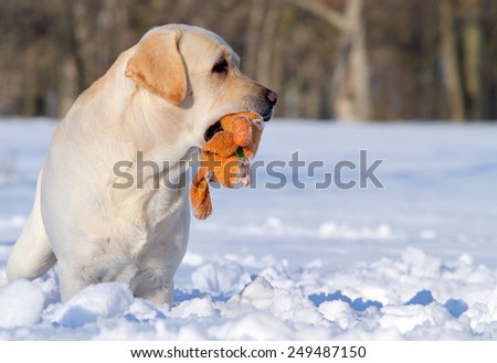 yellow labrador in the snow in winter running with an orange toy portrait