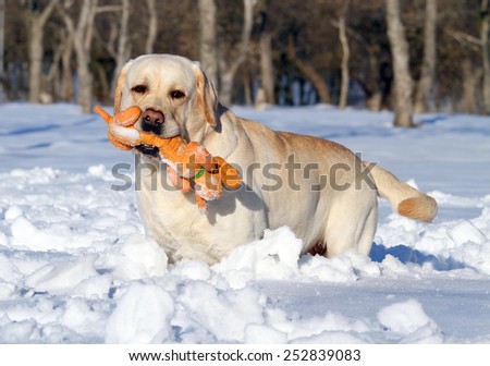 yellow labrador in the snow in winter running with an orange toy close up