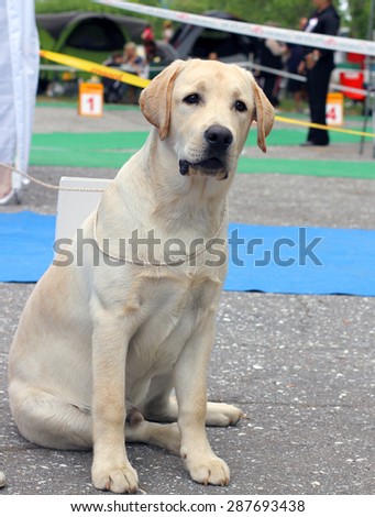 the yellow labrador puppy at dog show