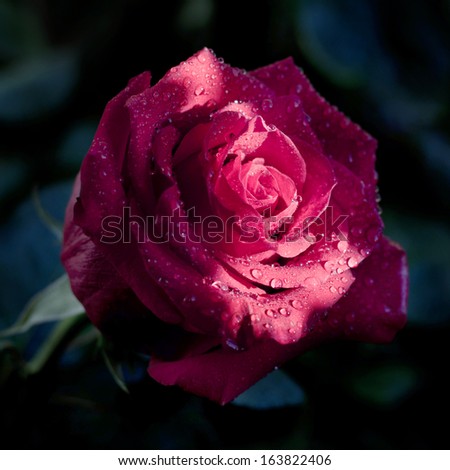 Beautiful red rose in dew drops on a dark background