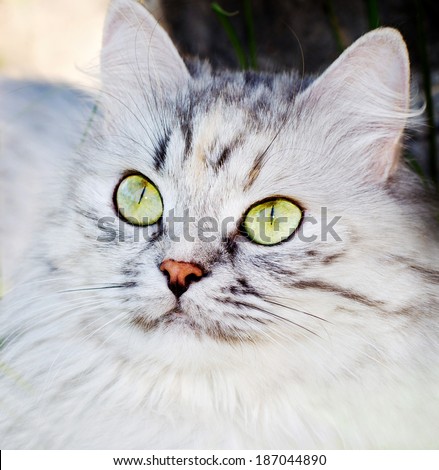 muzzle fluffy gray cat with green big eyes