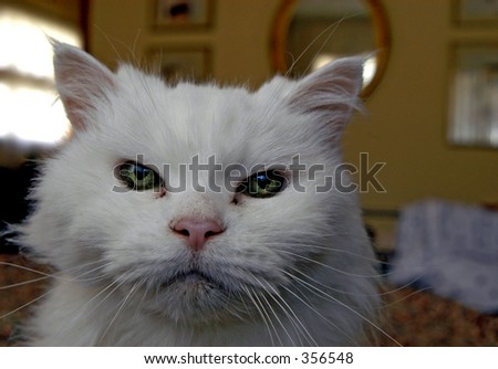 Mad, white cat face