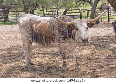 Texas Longhorn cow arriving for food
