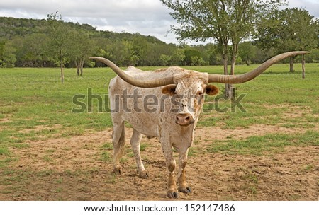 Massive horns of a Texas Longhorn bull