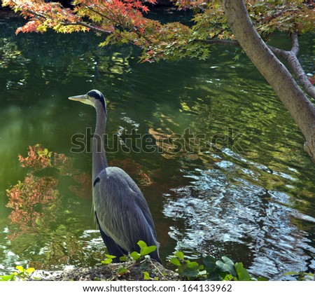 Blue heron amid fall foliage and reflections at the Japanese Garden, Fort Worth, Texas