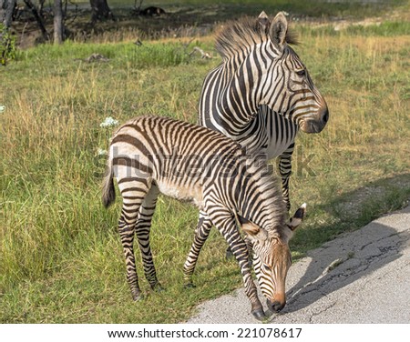 Hartmann\'s Mountain Zebras standing at the edge of grassland