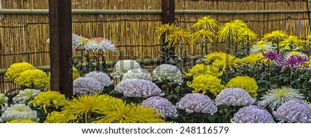 Japanese chrysanthemums on display at the Asakusa Kannon Buddhist temple in Tokyo, Japan