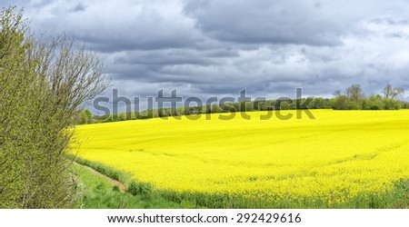Gleaming field of oil seed rape (canola) in North Yorkshire, England under a threatening sky