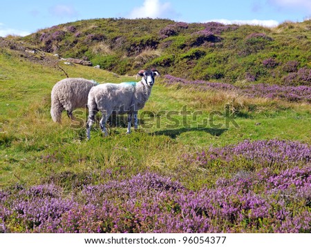 Moor sheep amid the heather in the North York Moors National Park, England