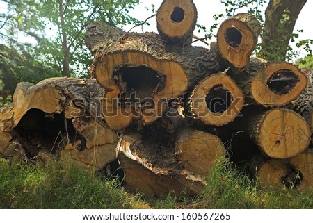 heap of an old cut felled trunks