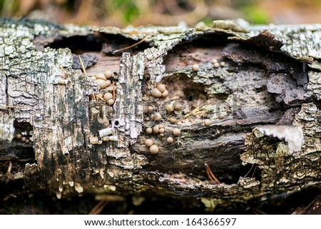 Gum Tree Bark Textures