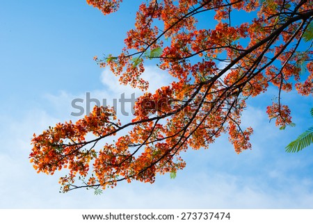 Flame tree, Delonix regia, Royal Poinciana many name to call this is the tree with orange flower, beauty one.