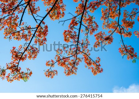 Flame tree with orange flowers against blue sky shot from under the tree