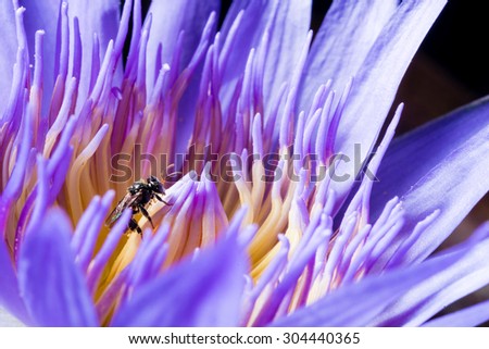 Close up purple lotus with single bee cling on the pollen