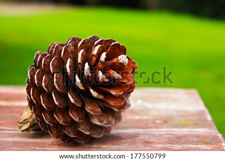 The cones on wooden table background green.