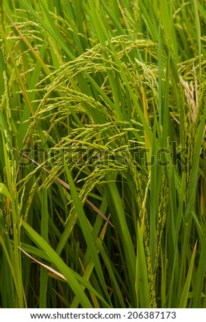 Rice plant in rice field, close-up photos.