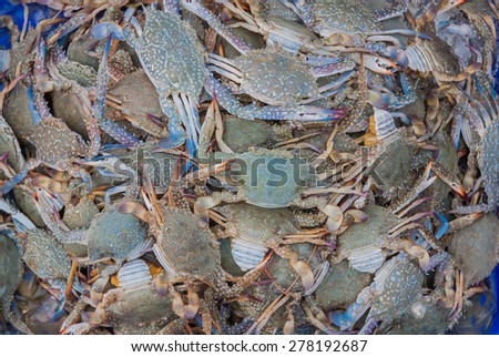 Blue swimming crabs on the market,Thailand market.