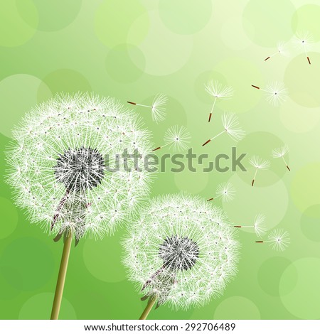 Stylish modern nature background with two flowers dandelions and flying fluff. Trendy floral green background with place for text. Abstract beautiful spring or summer wallpaper. Vector illustration