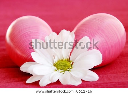 two pink ester eggs and white flower on dark pink background