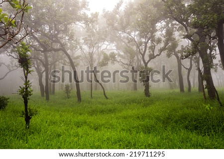 Thai forest in rains.