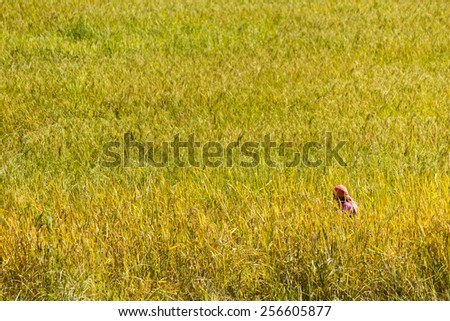 Rice fields - The women visit her rice fields