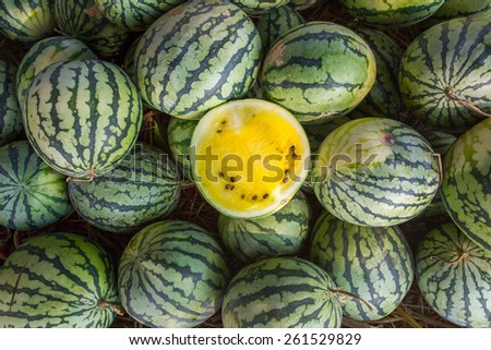 Many big sweet  watermelons and one cut yellow watermelon