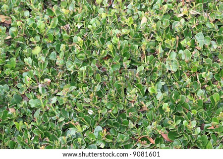 A bush with rounded leaves.
