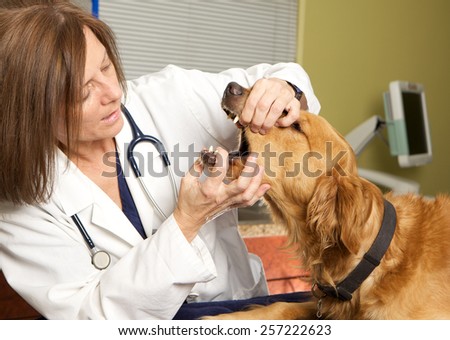 Veterinarian Giving a Dog an Exam in her Office.  She holding  it\'s mouth open and looking at it\'s teeth.