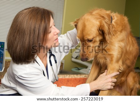 Veterinarian Giving a Dog an Exam in her Office.  The dog\'s boy language shows that he is very nervous