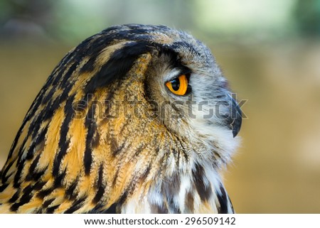 The head of an eagle owl in a profile with bright eyes of orange color.