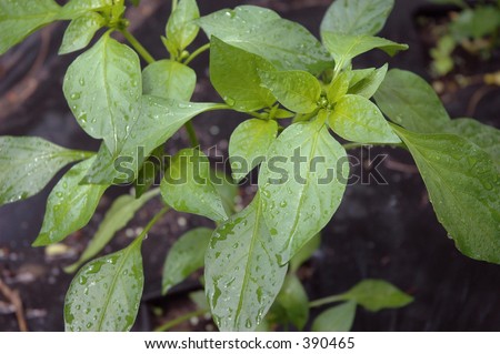 Chili Pepper Plant. stock photo : Chili pepper plant leaves