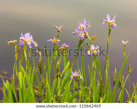 A Pastel Wild Iris in full Spring-time bloom.