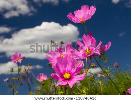 Brilliant Cosmos stand out in the the sun.