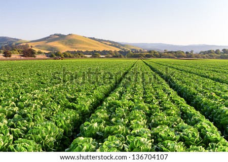 Lettuce Field In Salinas Valley, California.