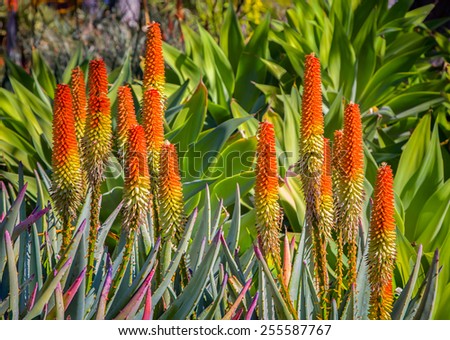 Grouping of orange Aloe Ferox succulent plans