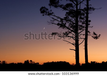 Tree Silhouette on Dusk Background